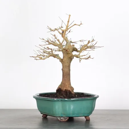 image supplémentaire - Maple "ACER BUERGERIANUM" 2-9