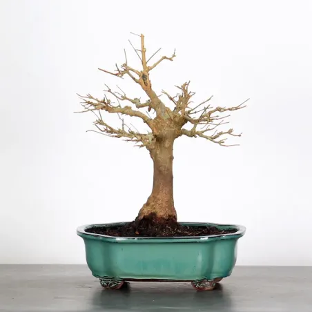 Bonsai Erable Burger AB-2-9