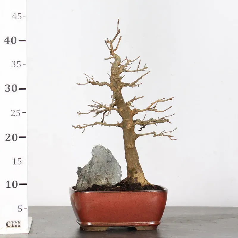 image supplémentaire - Érable "ACER BUERGERIANUM"...