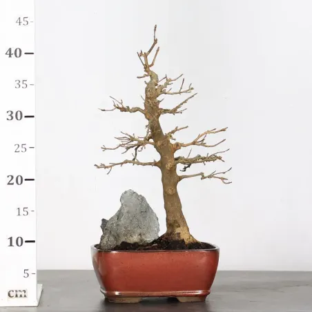 image supplémentaire - Érable "ACER BUERGERIANUM"...