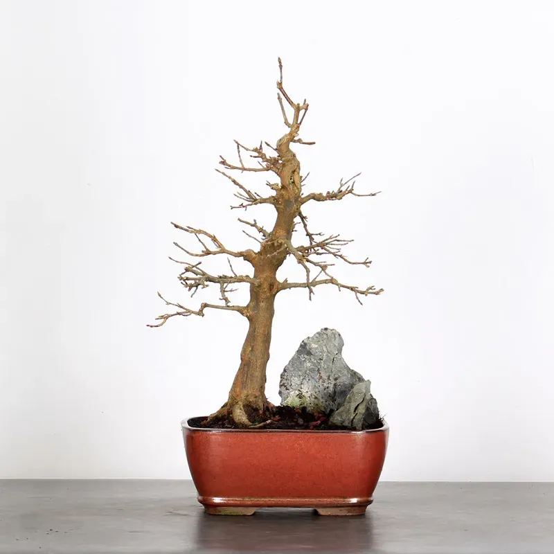 Bonsai Erable Burger AB-2-10