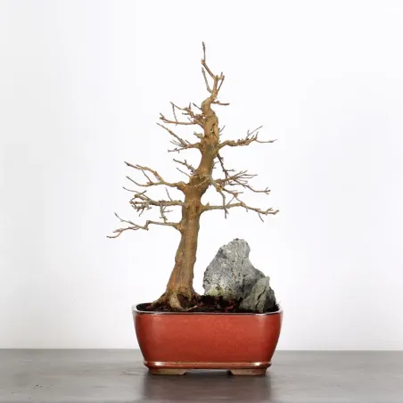 Bonsai Erable Burger AB-2-10