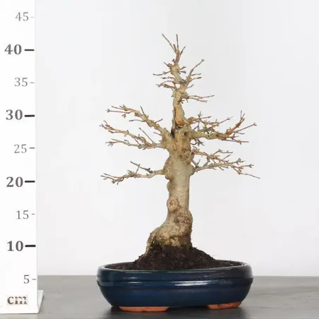 image supplémentaire - Érable "ACER BUERGERIANUM"...