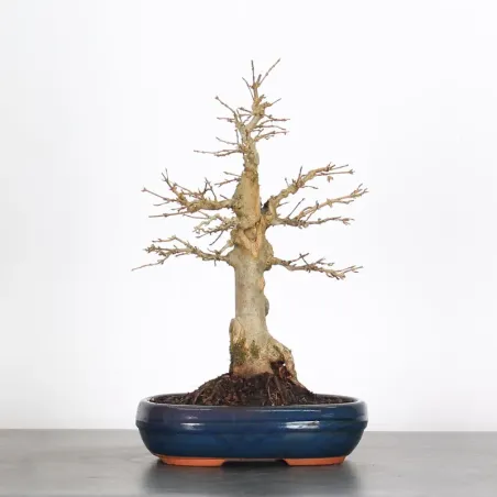 Bonsai Erable Burger AB-2-11