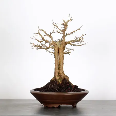 MAPLE "ACER BUERGERIANUM" 2-12