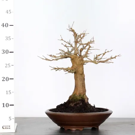 image supplémentaire - Érable "ACER BUERGERIANUM"...