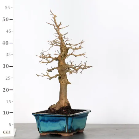 image supplémentaire - Érable "ACER BUERGERIANUM"...