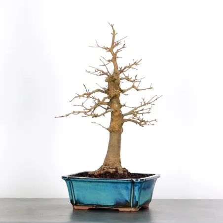 MAPLE "ACER BUERGERIANUM" 2-13