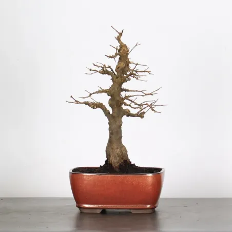 Bonsai Maple Burger AB-2-14