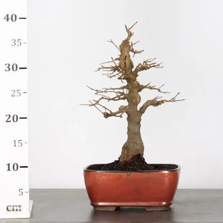 image supplémentaire - MAPLE "ACER BUERGERIANUM" 2-14