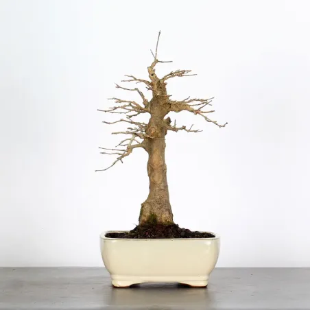 Bonsai Erable Burger AB-2-15