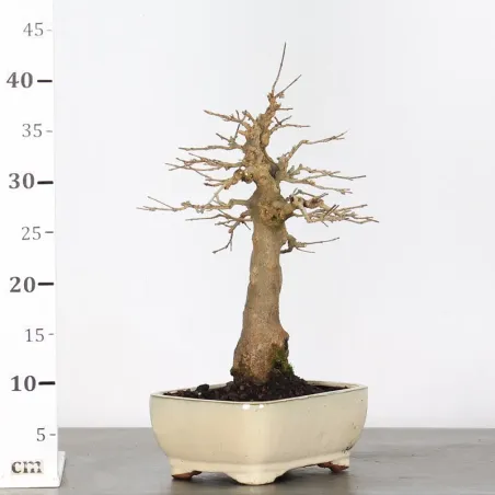 image supplémentaire - Érable "ACER BUERGERIANUM"...