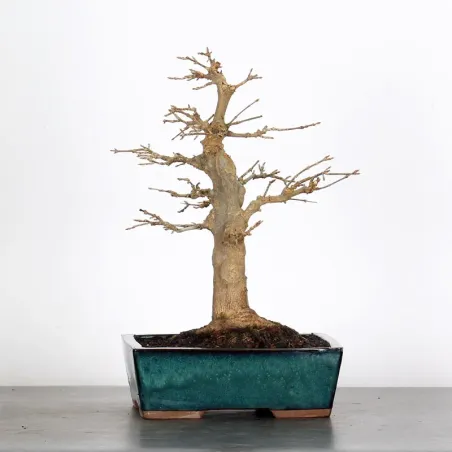 Bonsai Maple Burger AB-2-16