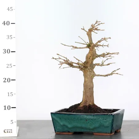 image supplémentaire - Érable "ACER BUERGERIANUM"...