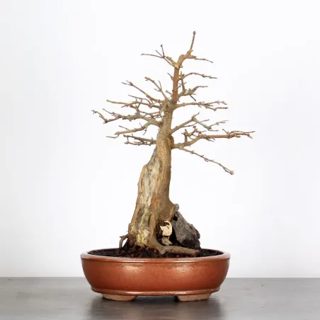 MAPLE "ACER BUERGERIANUM" 2-17