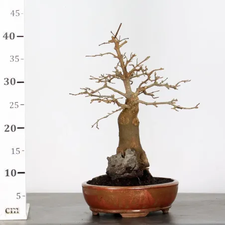 image supplémentaire - MAPLE "ACER BUERGERIANUM" 2-17