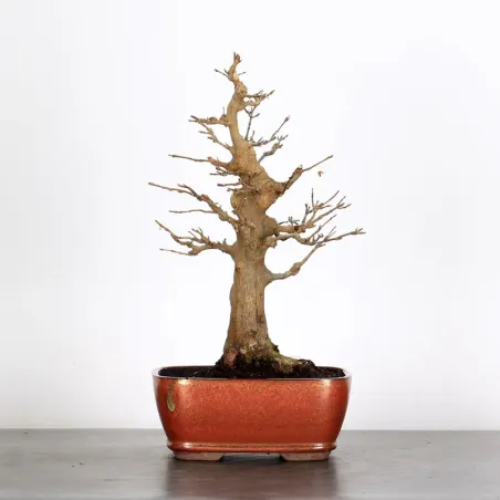 Bonsai Burger AB-2-17