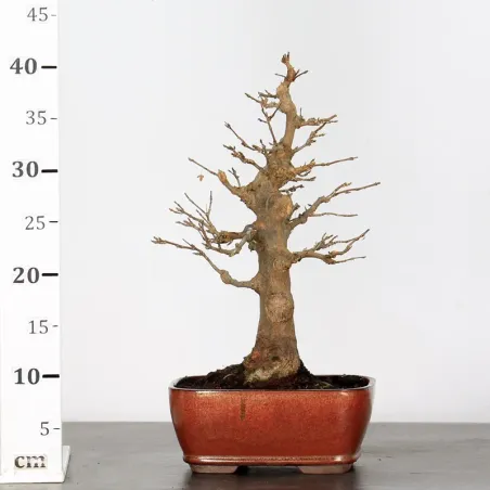 image supplémentaire - MAPLE "ACER BUERGERIANUM" 2-18