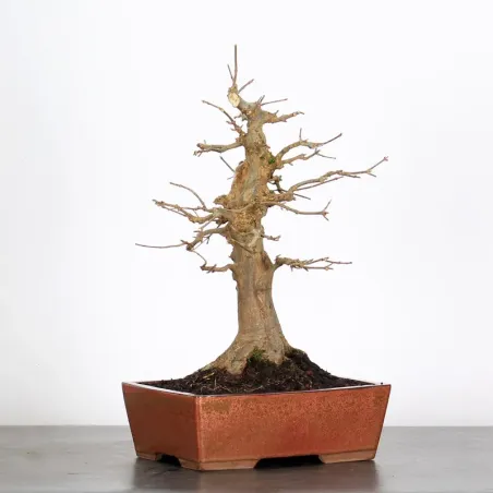 Bonsai Erable Burger AB-2-19