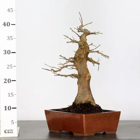 image supplémentaire - Érable "ACER BUERGERIANUM"...