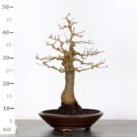 image supplémentaire - Érable "ACER BUERGERIANUM"...