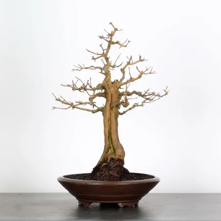 Bonsai Erable Burger AB-2-20