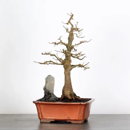 Bonsai Erable Burger AB-2-21