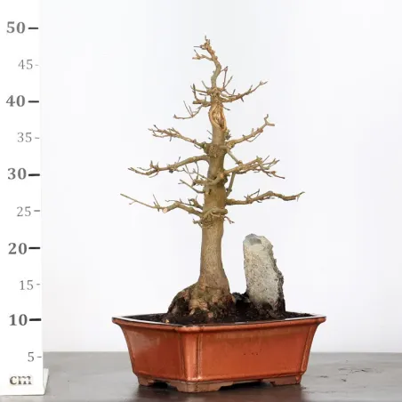 image supplémentaire - MAPLE "ACER BUERGERIANUM" 2-21