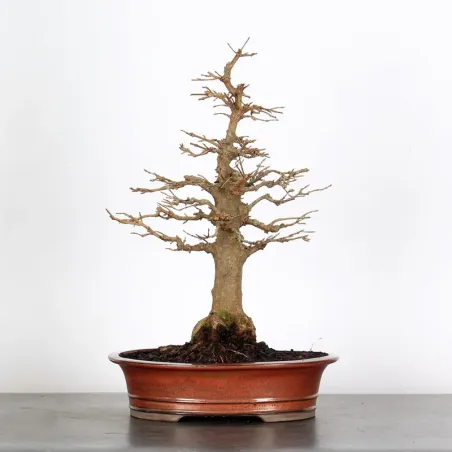 MAPLE "ACER BUERGERIANUM" 2-22