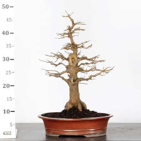 image supplémentaire - Érable "ACER BUERGERIANUM"...