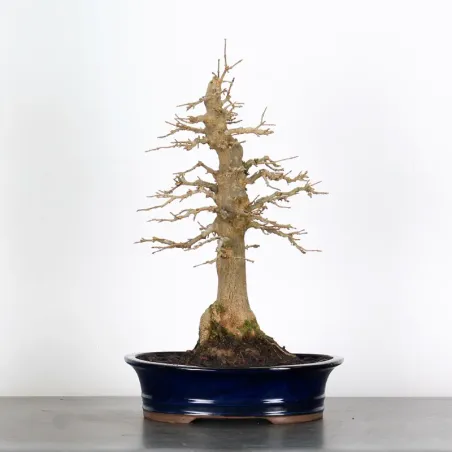 Bonsai Erable Burger AB-2-23