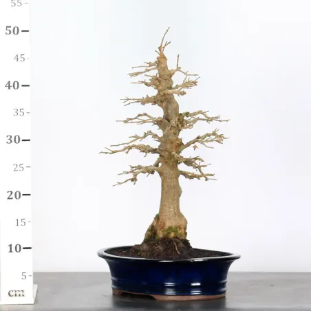 image supplémentaire - Érable "ACER BUERGERIANUM"...