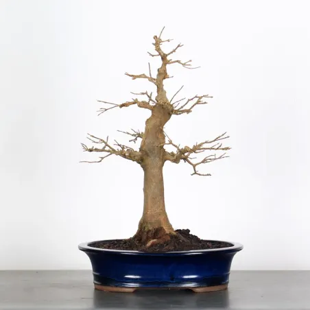 MAPLE "ACER BUERGERIANUM" 2-24