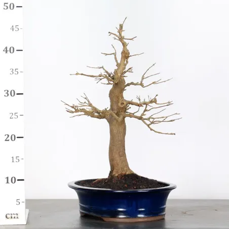 image supplémentaire - Érable "ACER BUERGERIANUM"...