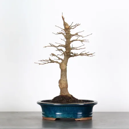 MAPLE "ACER BUERGERIANUM" 2-25