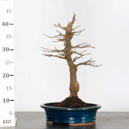 image supplémentaire - Érable "ACER BUERGERIANUM"...