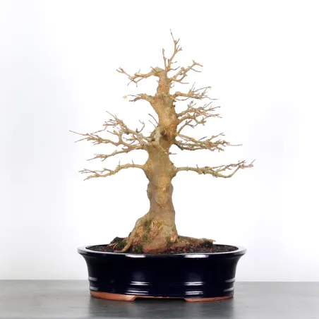 Bonsai Maple Burger AB-3-2