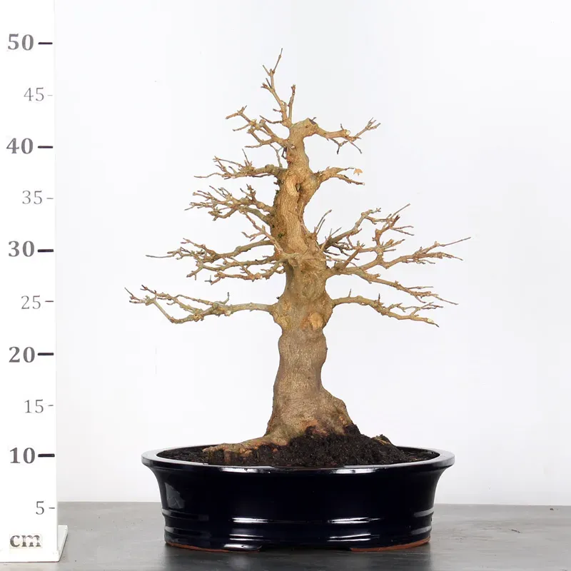 image supplémentaire - Érable "ACER BUERGERIANUM" 3-2