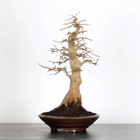 Bonsai Erable Burger AB-3-3