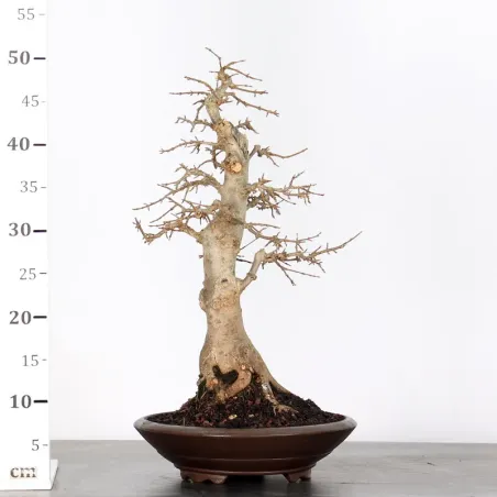 image supplémentaire - Érable "ACER BUERGERIANUM" 3-3