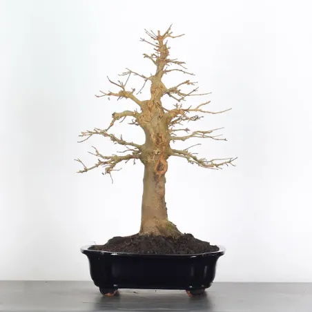 Bonsai Maple Burger AB-3-5