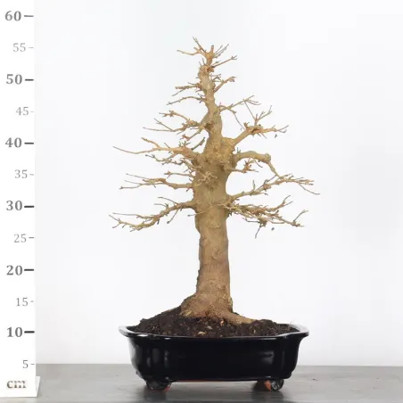 image supplémentaire - MAPLE "ACER BUERGERIANUM" 3-5