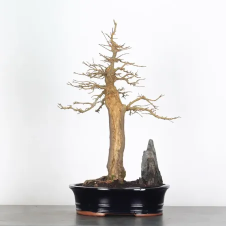 Bonsai Erable Burger AB-3-6