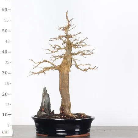 image supplémentaire - Érable avec roche "ACER...