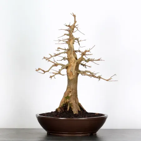 Bonsai Erable Burger AB-3-11