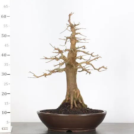 image supplémentaire - Érable "ACER BUERGERIANUM"...