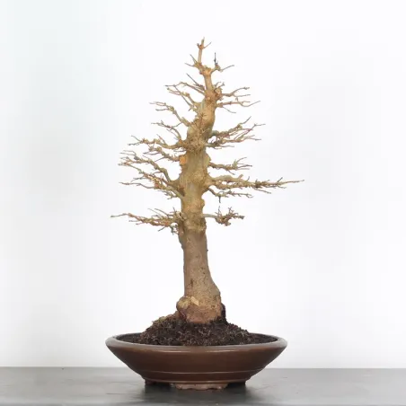 Bonsai Erable Burger AB-3-17
