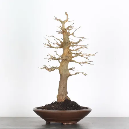 image supplémentaire - Érable "ACER BUERGERIANUM"...