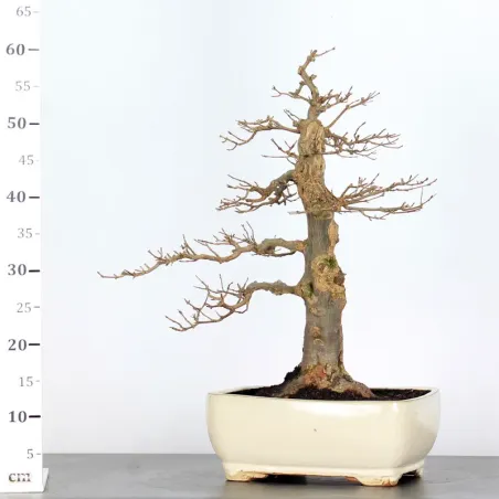 image supplémentaire - MAPLE "ACER BUERGERIANUM" 3-20