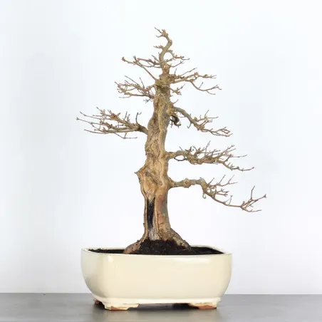 Bonsai Erable Burger AB-3-20